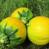 Tikvica narandža f1